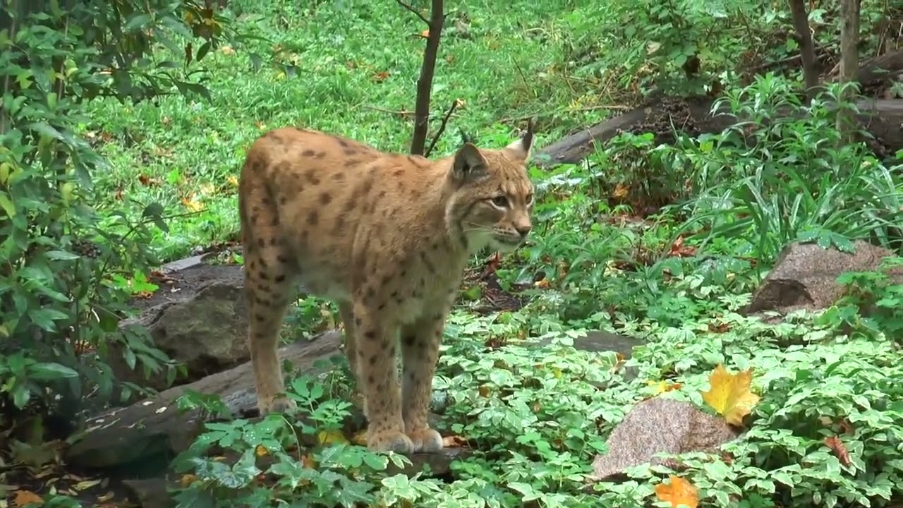 Best of big cats!!! Tiger | Cheetah | lynx | Leopard