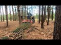 Cleaning up between Pine Trees