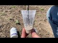 Использование трибенурон-метила на подсолнечнике Сумико в фазе семядоли и двух настоящих листьев