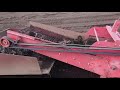 里芋収獲作業 (taro harvest)