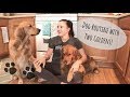 EVERYTHING YOU NEED TO KNOW ABOUT OWNING GOLDEN RETRIEVERS | DOG ROUTINE