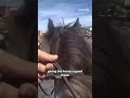 Police Chase Suspect While Officers Were On Horses Albuquerque Police News Bodycam Police Chase Suspect While Officers Were On Horses Albuquerque Police News Bodycam