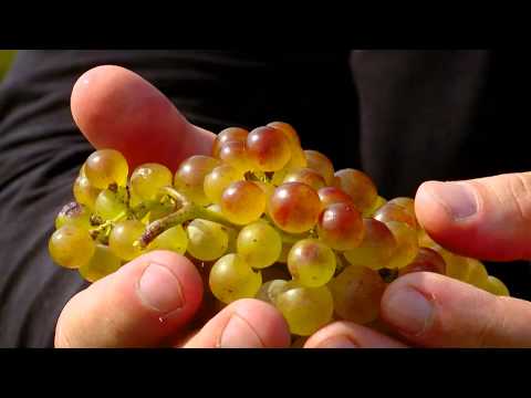 „კაპისტონი“ - მეღვინეობა