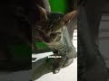 gabut jir 😭✨#cat #duet #foryou