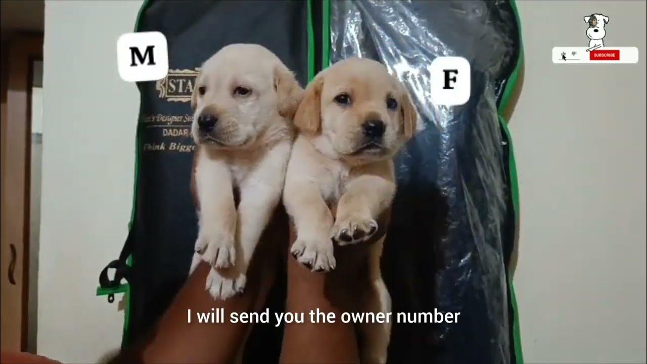 Labrador Puppies For Sale In Davangere City 😍 YouTube