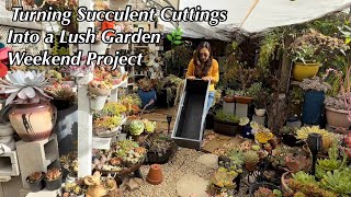     Turning Succulent Cuttings Into a Lush Garden 🌿 Weekend Project