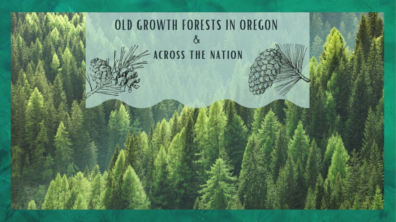 Oldgrowth forests in Oregon and across the nation YouTube