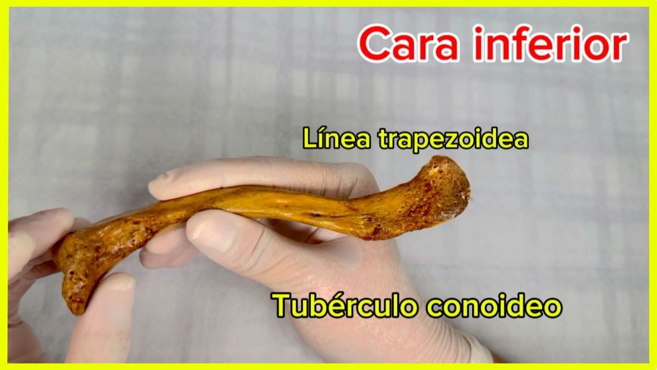 🦴ANATOMÍA DE LA CLAVÍCULA / ¡Todo lo que tienes que saber!