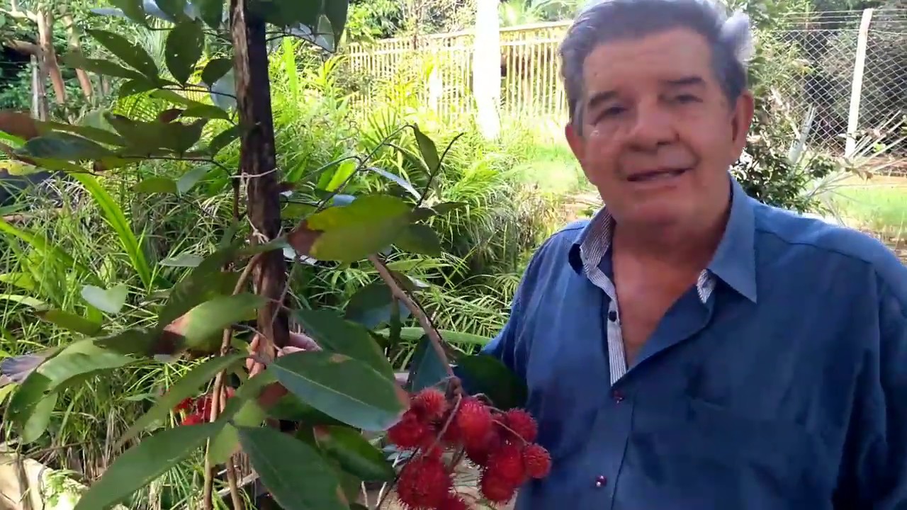 Qual O Tamanho De Uma Árvore De Rambutan?