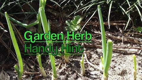 Spring Onion life Hack Economical Handy Hint cheekyricho