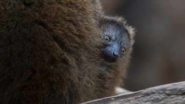 The Bronx Zoo welcomes three new residents