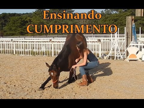 Vídeo: Como Ensinar Um Cavalo A Fazer Uma Reverência