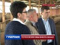 Романовские овцы вместо свиней