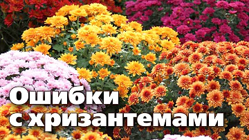ВЫРАЩИВАНИЕ КУСТОВЫХ ХРИЗАНТЕМ. Ответы на популярные вопросы