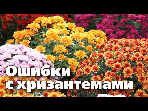 Бейне: Хризантема қызы және хризантема кеш