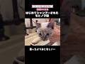 ついに洗われた元野良猫がこちらです【保護猫100日記録〜59日目】 #ネコ #子ネコ #ねこ