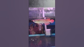 Buổi tối lên em Cá Rồng Huyết Long 20cm nhập khẩu Indonesia đuôi càng chuẩn chỉ giá 5 triệu ae ngắm