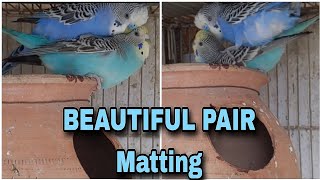 Beautiful Budgies Pair Mating | Very Clean And Beauty| Animal Lover And Birds