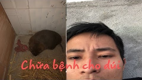 Dúi trung quốc | Dúi mốc đại | Cho ăn đúng là cách chữa bệnh tốt nhất | Chuột Tre 360