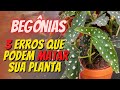 BEGÔNIAS: 3 ERROS QUE PODEM MATAR SUA PLANTA