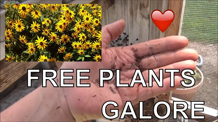 Goldstrum Rudbeckia Black Eyed Susan  Self Seeded ...