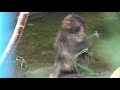 22.July.2026 パンチくんとベビーズ　一緒にブランコPunch & Babies #がんばれパンチ　#punchthe monkey