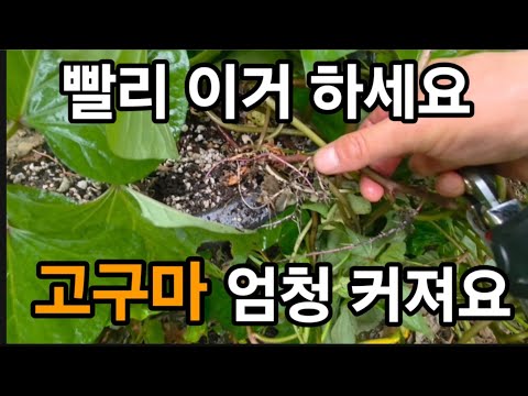 고구마! 이걸 꼭 해주세요 그러면 큰 고구마가 열려요 하지먼 안한다면 안커져요 #고구마키우기 #고구마농사 #고구마순치기 #고구마거름주기 #고구마커지게하기