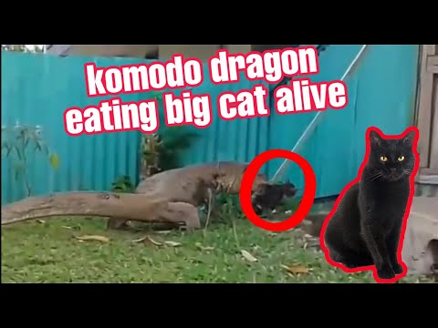 Komodo Attack Eating Cat Alive