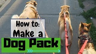 How to Form a DOG PACK (for dog walkers)