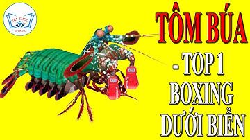 Giải mã sức mạnh Siêu Nhân của Tôm Búa [ Tay Đấm Thép của Đại Dương ] | TRI THỨC Official