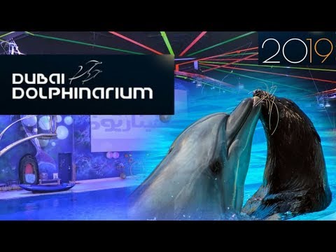Dubai Dolphinarium Dolphin & Seal show||Wunder Videos
