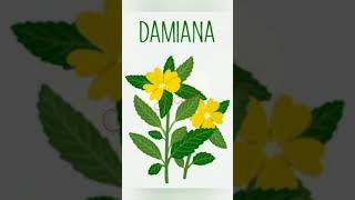 Damiana de California, Damiana de Guerrero, Hierba de la pastora, Pastorcita, Hierba del venado