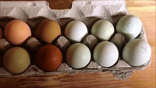 How to Candle Dark Eggs - Candling Marans and Olive Eggers