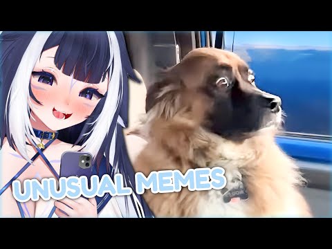 Shylily Reacts to UNUSUAL MEMES compilations, losing it laughing at funny videos