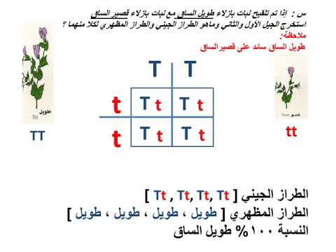 فيديو: كيفية العمل مع مربعات Punnett (بالصور)