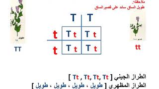 علم الوراثة مربع بانيت