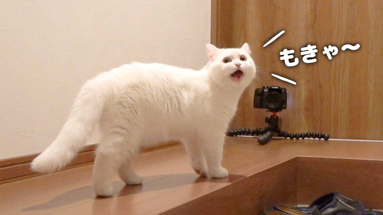 ENG) 【Without BGM】The scenes of the fluffy cat's meowing! - YouTube
