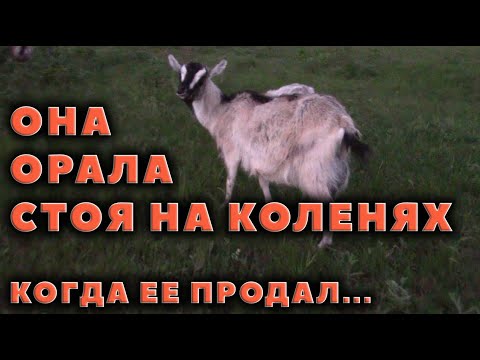 Продал козу и привез обратно!