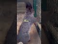 TOO SCARED TO JUMP