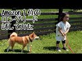ロングリードを試してみたら柴犬より３歳娘の方が使いこなしていた｜犬と子供のvlog