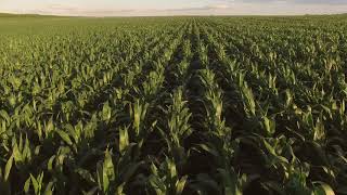 videoblocks view of cornfield from air long rows of green plants dont get lost in maize fertilized s