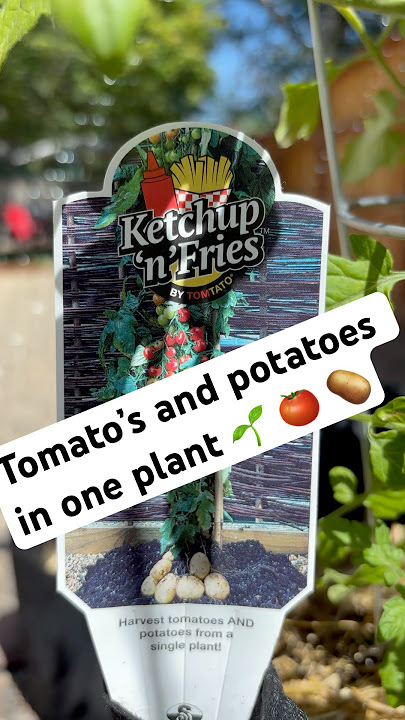 Tomatoes up top, taters down below it’s the one and only #TomTato! 🍅🥔 #KetchupNFries #GardenGoals