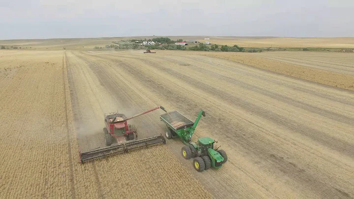 Wolff Farms chickpea harvest 2016