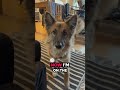 My dog is talking #germanshepherd #dog #funny #puppy #dogshorts #shorts ￼