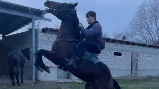Чергази чехкалла-скорость Черкесской лошади