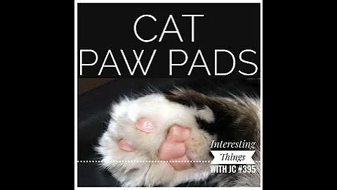 395: “Cat Paw Pads”