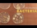 Growing Bacteria - Sick Science! #210