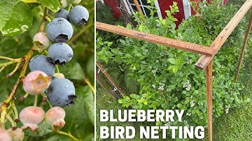 Protect blueberry plants from birds with bird netting