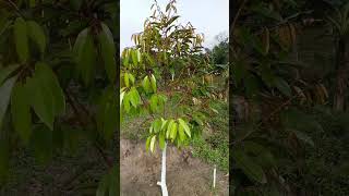 perkembangan durian berumur 5 bulan....