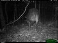 Male tapir